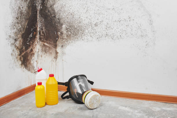 Home Mold Removal in Glendale, MO