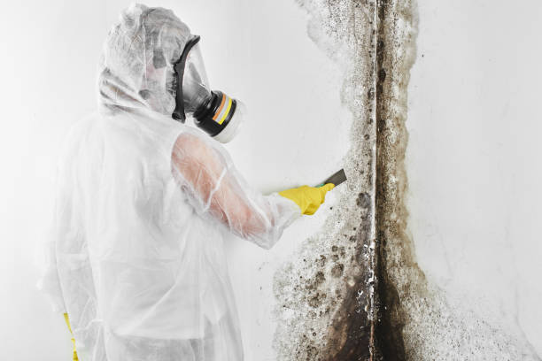 Best Black Mold Removal  in Glendale, MO