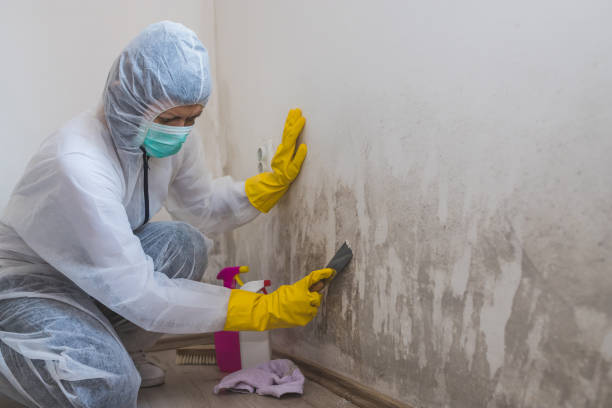 Mold Removal and Inspection in Glendale, MO