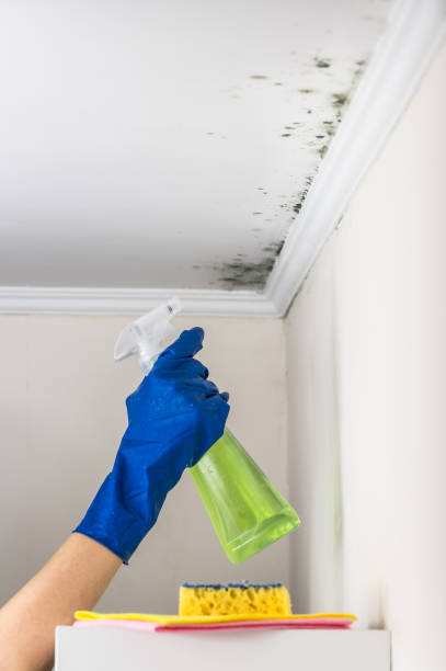 Best Residential Mold Removal  in Glendale, MO